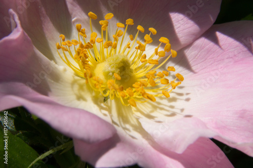 close up of pink and yellow flower