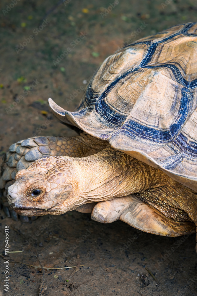 Obraz premium Giant tortoise walking on the damp ground.