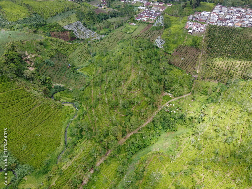 The panoramic beauty of the black tea plantation area, Kaligua Paguyangan tourist attraction, Brebes Regency, CENTRAL JAVA INDONESIA
The panoramic beauty of the black tea plantation area, Kaligua Paguyangan tourist attraction, Brebes Regency, CENTRAL JAVA INDONESIA
