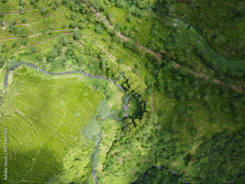 The panoramic beauty of the black tea plantation area, Kaligua Paguyangan tourist attraction, Brebes Regency, CENTRAL JAVA INDONESIA
 photo