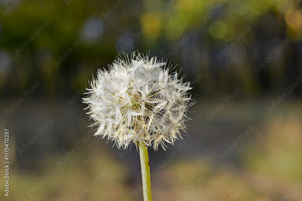 Löwenzahn auf einem unscharfen Waldhintergrund Löwenzahn auf einem unscharfen Waldhintergrund