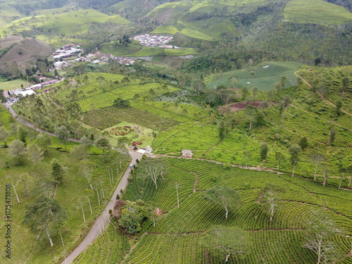 The panoramic beauty of the black tea plantation area, Kaligua Paguyangan tourist attraction, Brebes Regency, CENTRAL JAVA INDONESIA photo