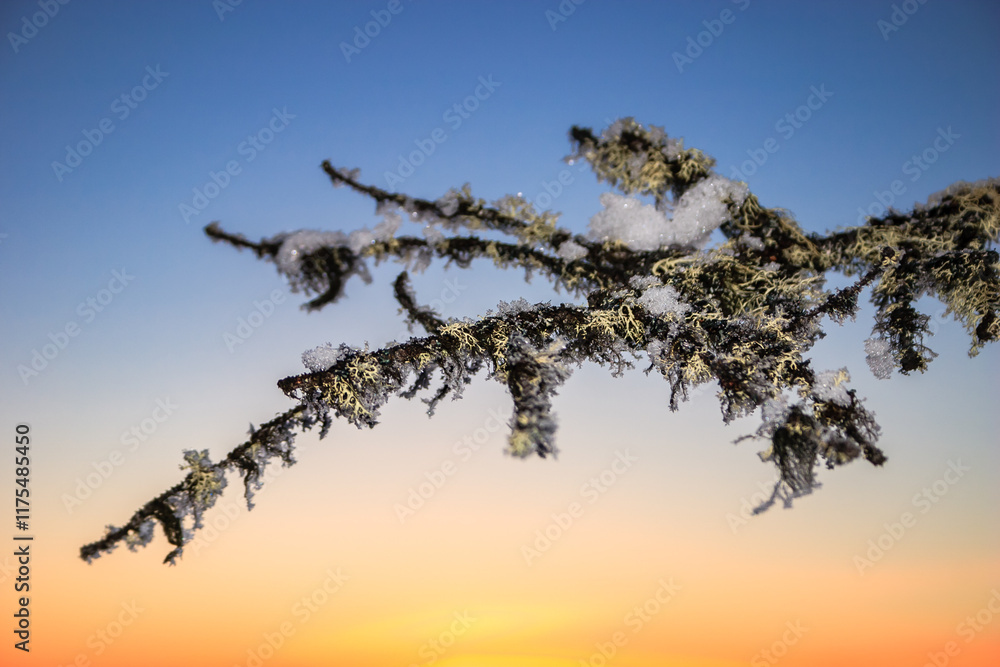 Fototapeta premium A branch covered in frost and snow, with a beautiful blue sky in the background