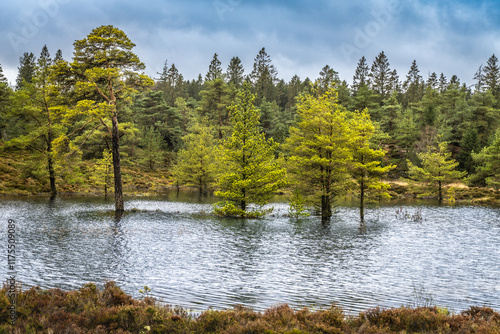 Serene Wetland Landscape with Reflection of Vibrant Trees in Tranquil Water. Seven Years Lakes, Denmark photo