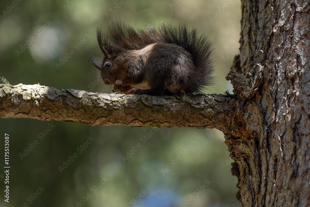 squirrel on a tree