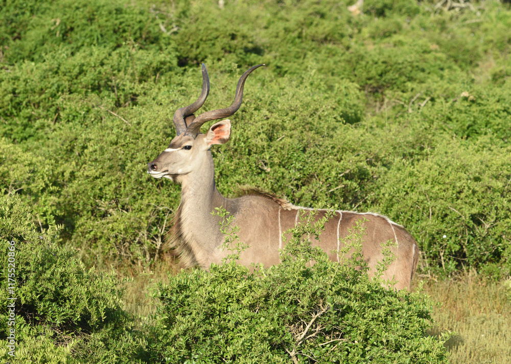 Obraz premium Antelope