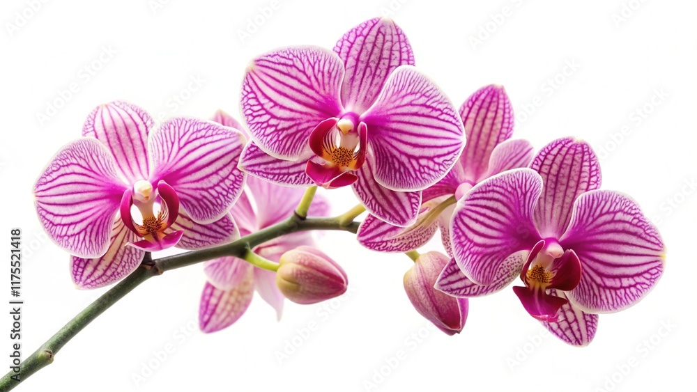 Fototapeta premium orchid flower isolated on a white background 