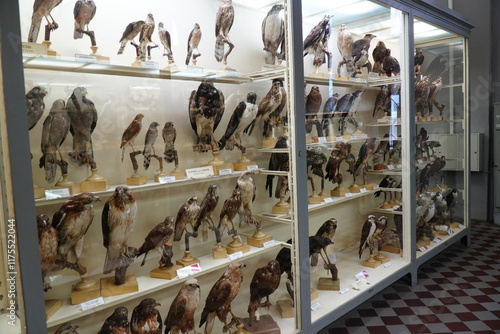 Russia, Saint Petersburg - 05.01.2025 Zoological Museum