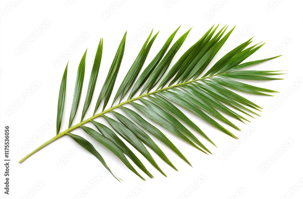 Fresh palm leaf displayed against white Fresh palm leaf displayed against white