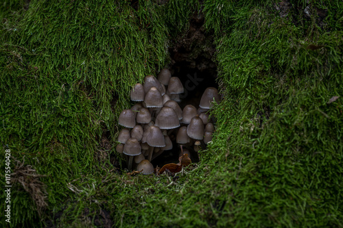 Mushrooms in a mossy tree hole. More mushrooms in nature. Beautiful mossy tree with mushrooms.