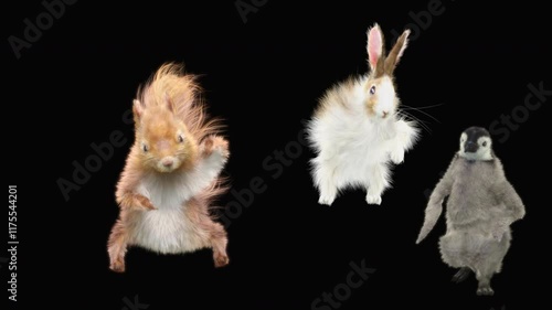 penguin Rabbit squirrel Dancing CG fur. 3d rendering, animal realistic CGI VFX, Animation Loop, composition 3d mapping cartoon, Included in the end of the clip with luma matte. photo