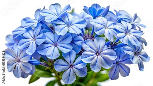 Wallpaper Mural White plumbago or Cape leadwort flower. Close up small blue flower bouquet isolated on transparent background.
 Torontodigital.ca