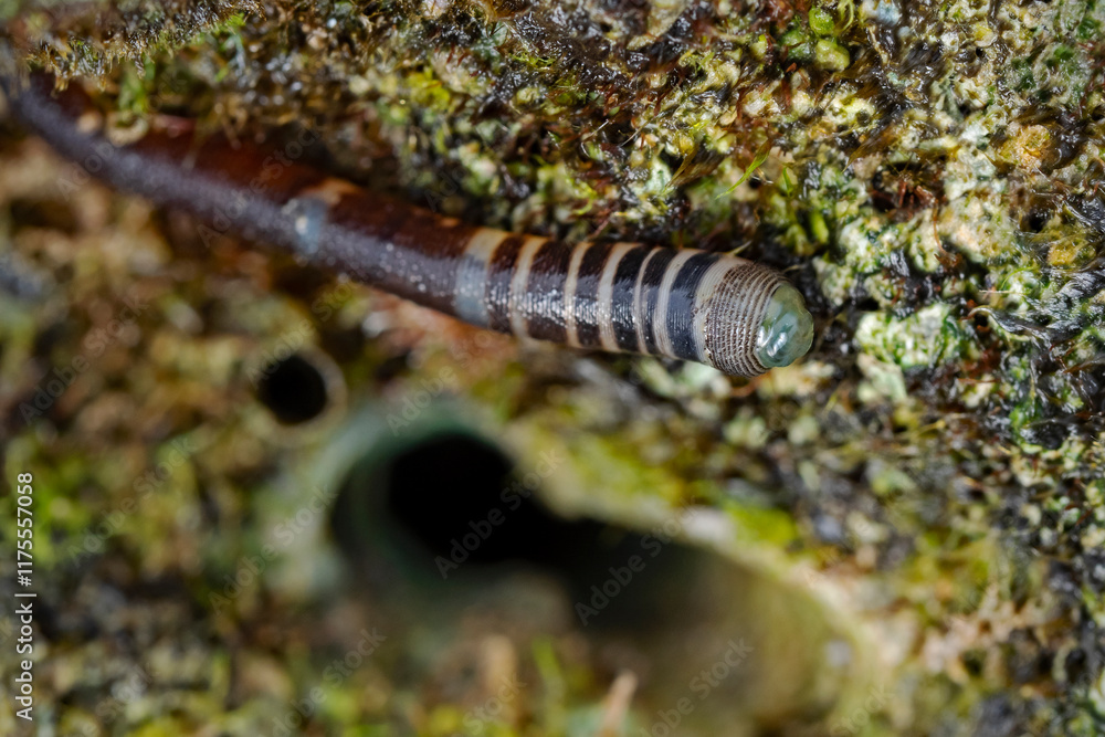 Sea worm or leech out of water at low tide Sea worm or leech out of water at low tide