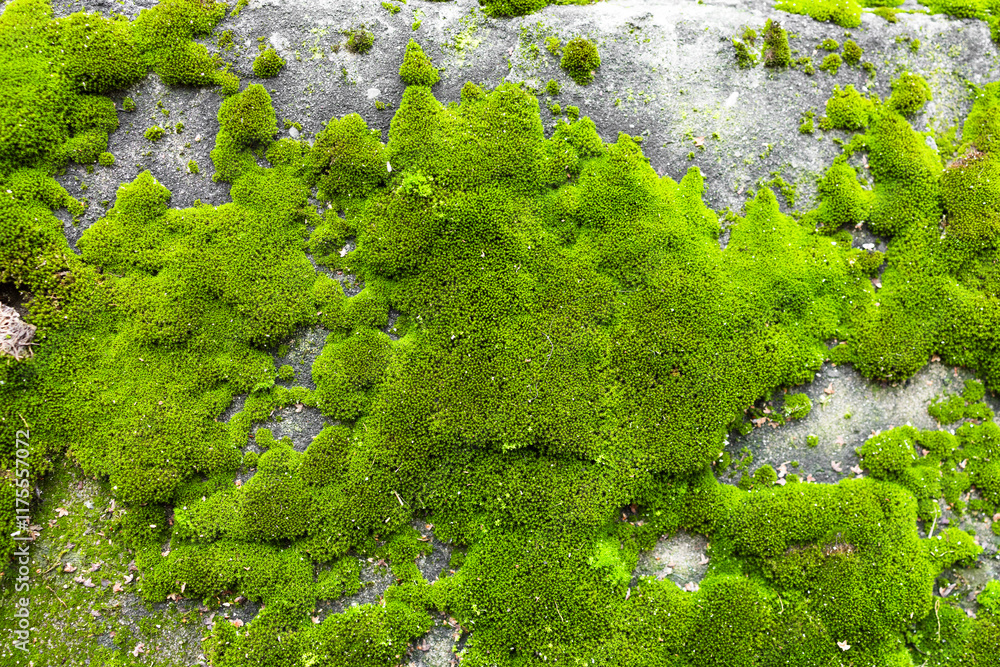Green moss on a rock texture background.