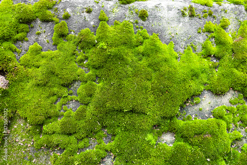 Obraz na płótnie Green moss on a rock texture background. w salonie