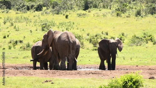 A family of African elephants (Loxodonta) drinking at a waterhole, filmed in the natural habitat of Addo Elephant National Park, South Africa.