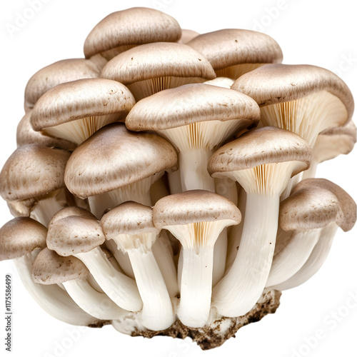 Fresh Brown Beech Mushrooms Cluster  Organic Fungi  Edible  Gourmet Food  Cooking Ingredie photo