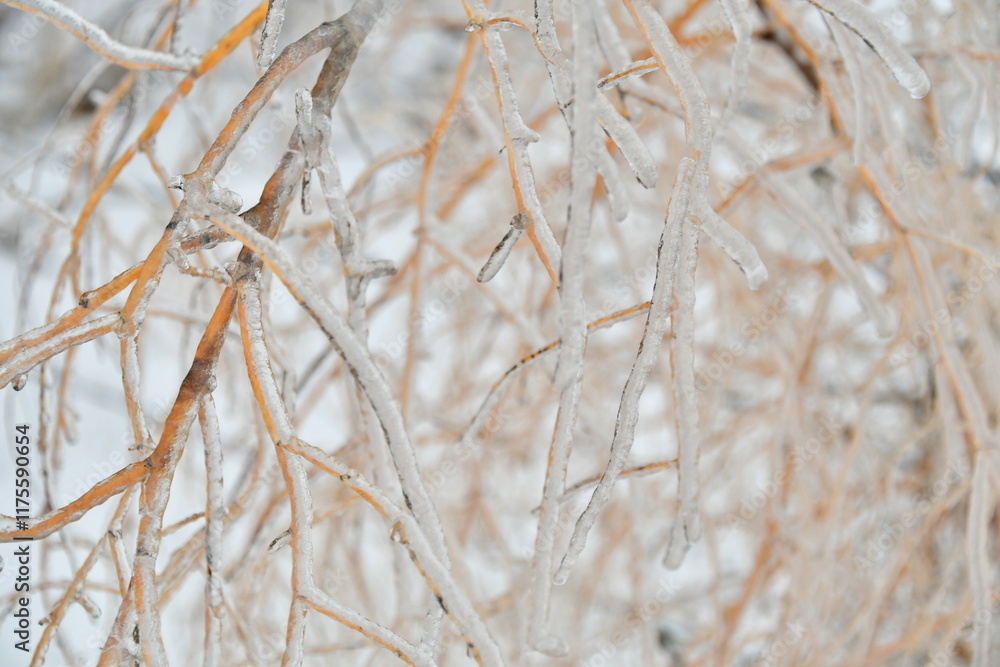 Fototapeta premium Ice on Dry Plant
