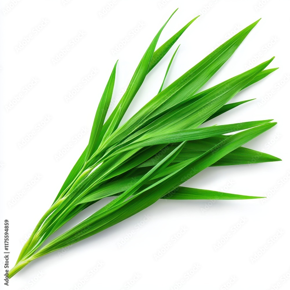 Fresh Green Leaves Isolated on White Background for Nature Theme Fresh Green Leaves Isolated on White Background for Nature Theme
