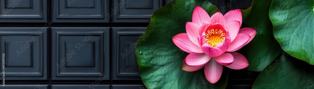 Elegant Pink Lotus Flower in Full Bloom Against a Stylish Black Background, Showcasing Nature's Beauty and Tranquility in a Serene Setting Elegant Pink Lotus Flower in Full Bloom Against a Stylish Black Background, Showcasing Nature's Beauty and Tranquility in a Serene Setting