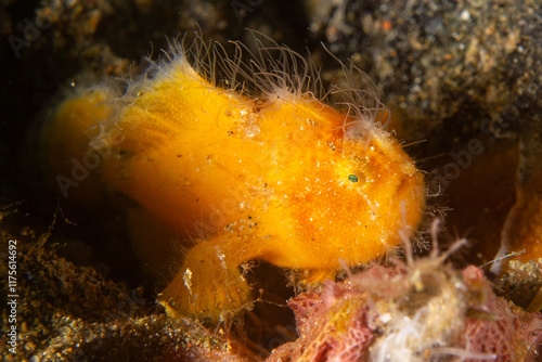 Gestreifter Anglerfisch - Antennarius striatus - Anilao Philippinen photo