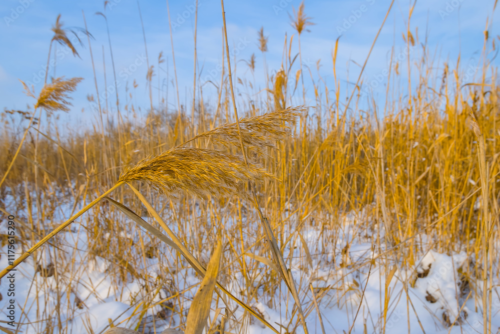 Fototapeta premium winter snowbound forest glade under a blue cloudy sky