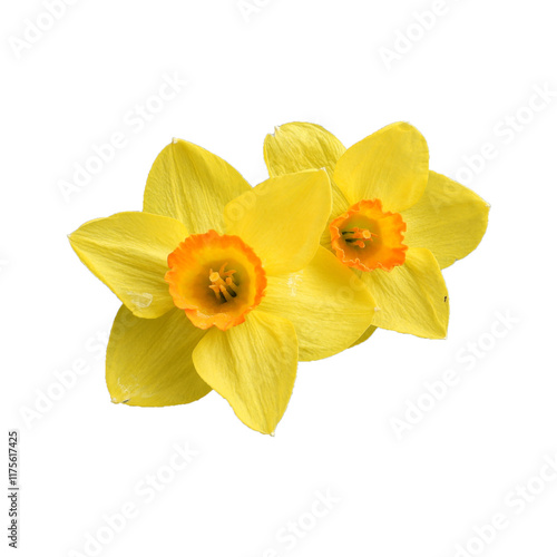 Wild Yellow Daffodil - Springtime Flower - Isolated Spring Flowers