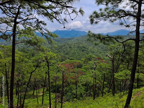 Obraz na płótnie Bosque de Pino, paisaje forestal en Oaxaca, México w salonie