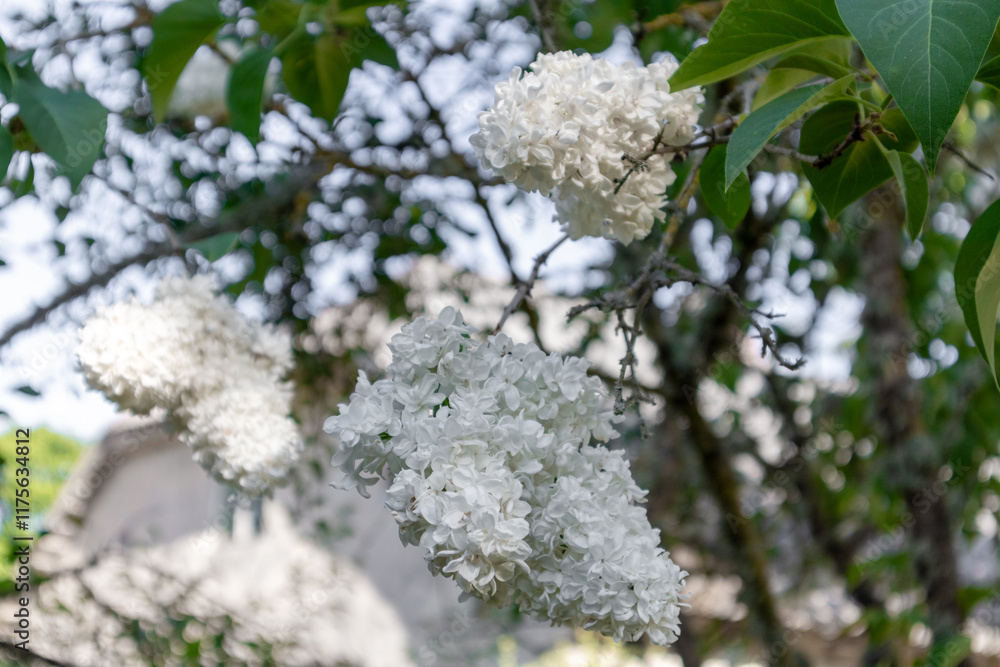 A bush or tree covered with white flowers.
A bush or tree covered with white flowers.