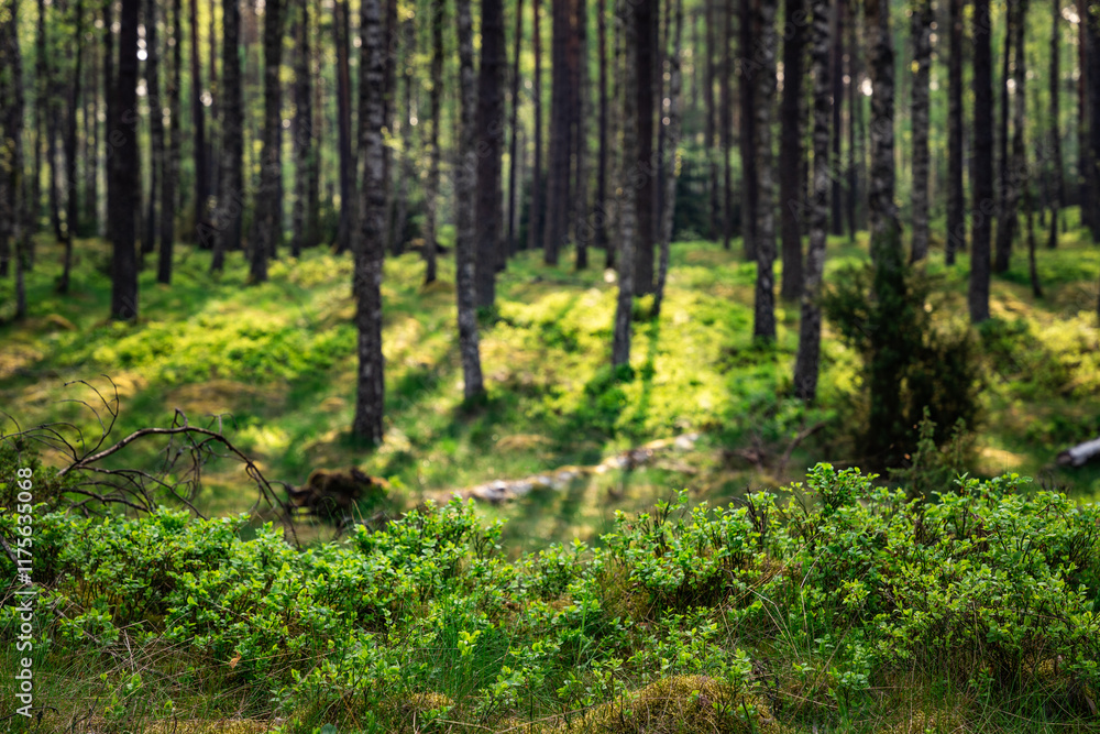 berry bushes in the forest with mild background berry bushes in the forest with mild background
