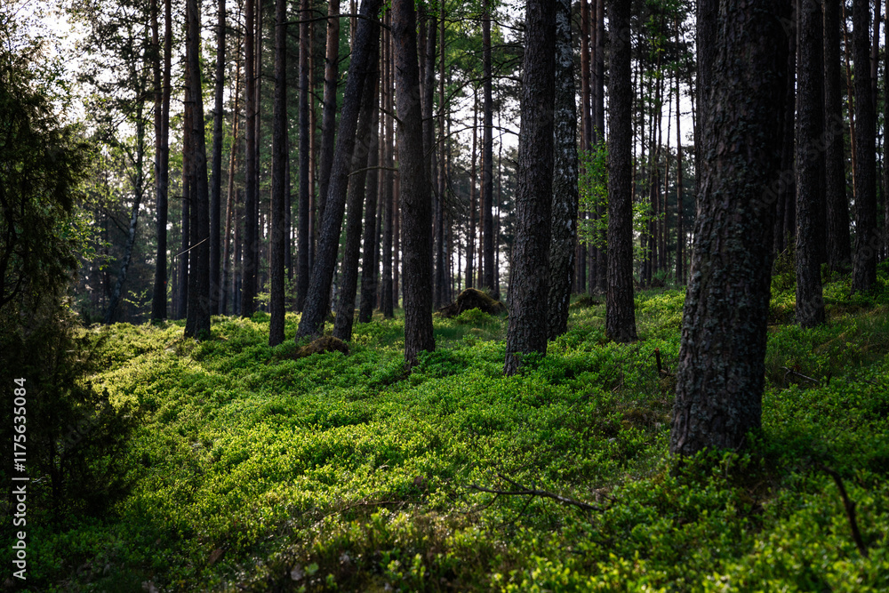 Fototapeta premium berry bushes in the wood