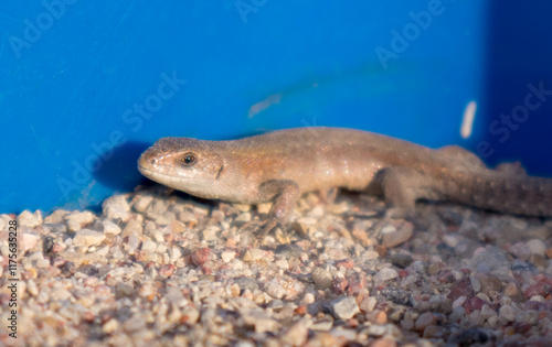 
The image shows a brown lizard on a sandy surface. photo