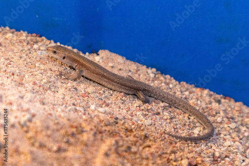 
The image shows a brown lizard on a sandy surface. photo