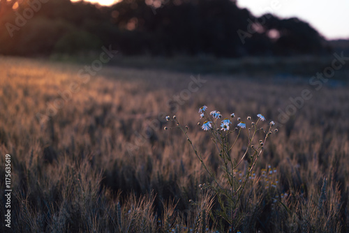 chamomile in a field