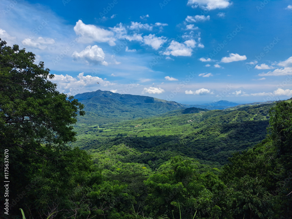 Obraz premium Paisaje forestal en Oaxaca, México, Bosque de Pino, selva tropical