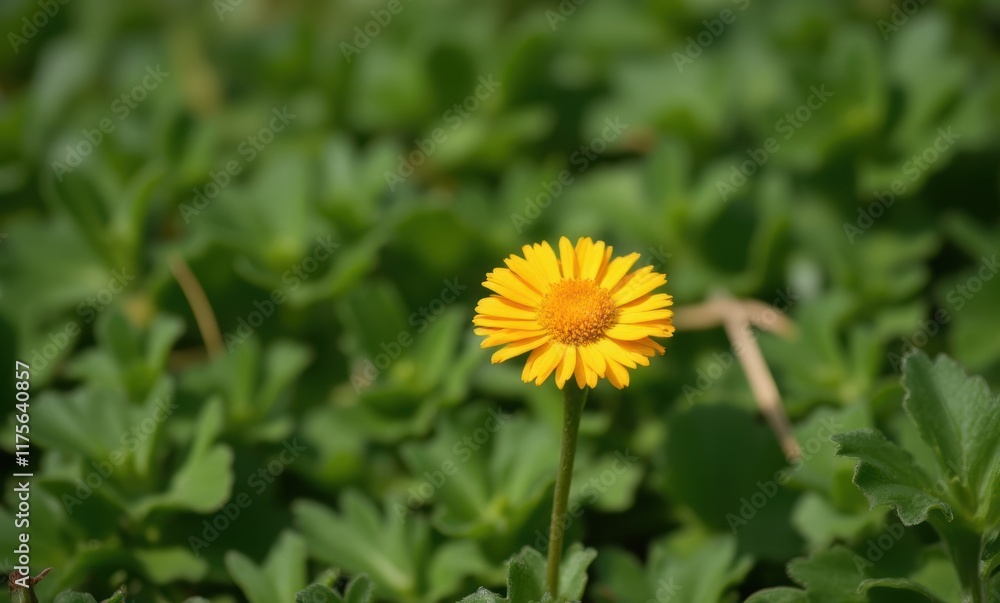 A vibrant yellow flower in green foliage A vibrant yellow flower in green foliage