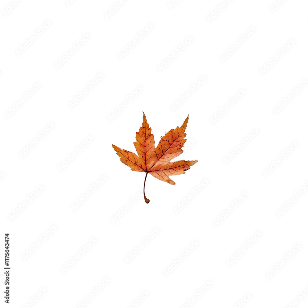 a single maple leaf in autumn on a transparent background, PNG image, PNG file, Generative art. a single maple leaf in autumn on a transparent background, PNG image, PNG file, Generative art.