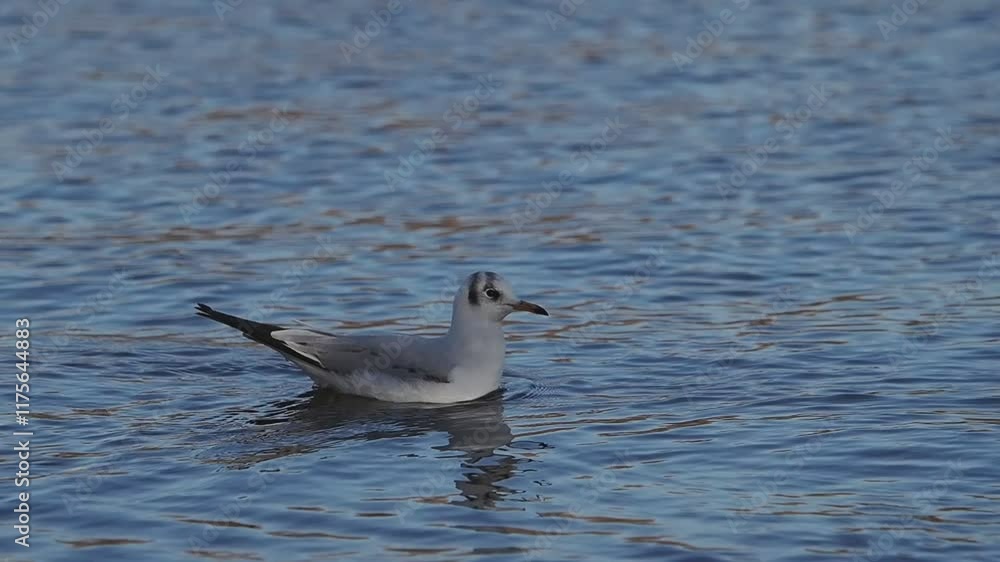 Slow motion of Black-headed Gull sails across the lake Slow motion of Black-headed Gull sails across the lake
