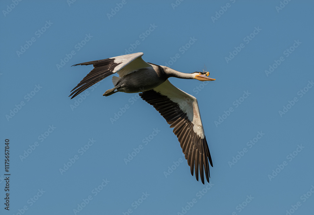 Obraz premium A Pelican flying.