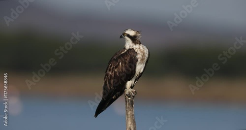 Osprey (Pandion haliaetus) in the Sardinian marshes. Italy.
