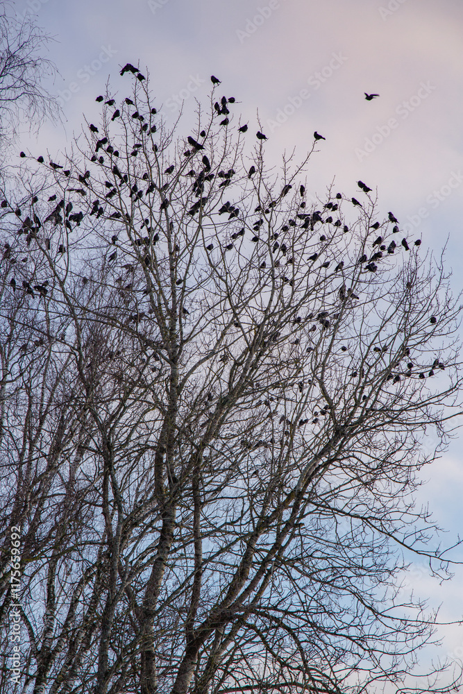 Fototapeta premium Tree branches with birds sitting and winter sky