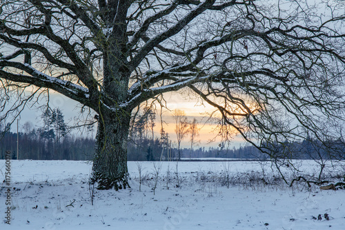 Big old oak tree standing into the field with snow in sunset in January ina cld weather in Latvia