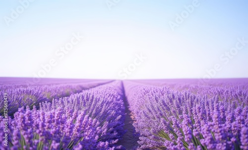 Vibrant lavender fields in full bloom