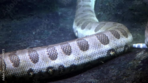 The green anaconda (Eunectes murinus), also known as giant anaconda swim under water
