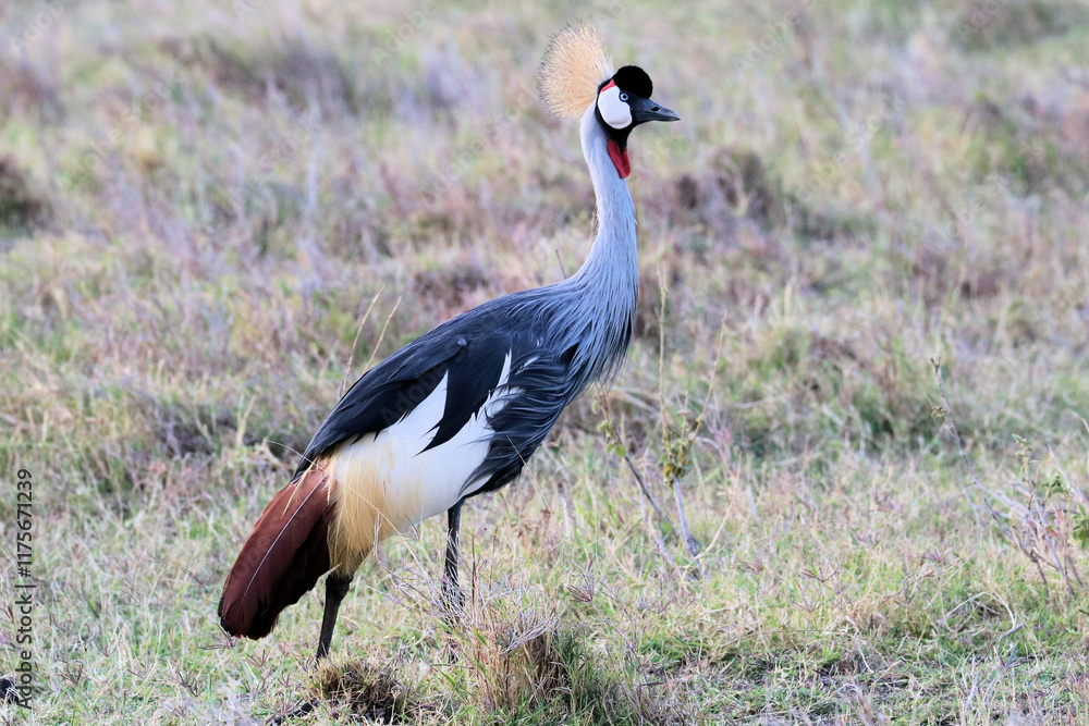 Fototapeta premium A view of an African Bird in Tanzania showing a Crowned Crane