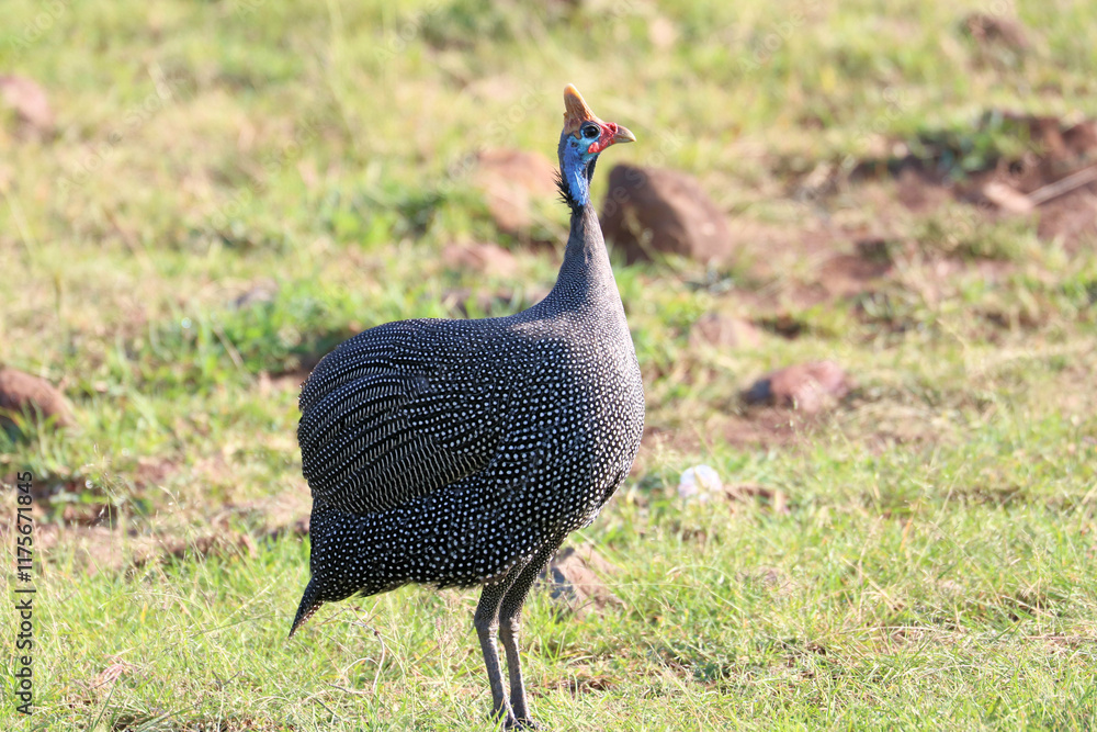 Fototapeta premium A view of an African Bird in Tanzania showing a Guinea Fowl