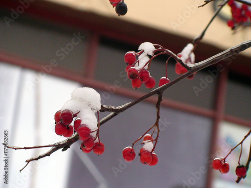 Winter Berries Under Snow: Close-up of a branch laden with vibrant red berries, delicately dusted with a layer of fresh snow.  A touch of winter magic against a blurred background.  photo