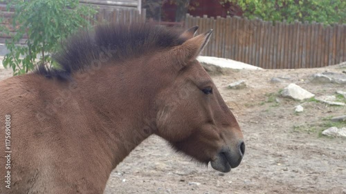 Brown Horse. Przewalski's Horse Animal head profile photo