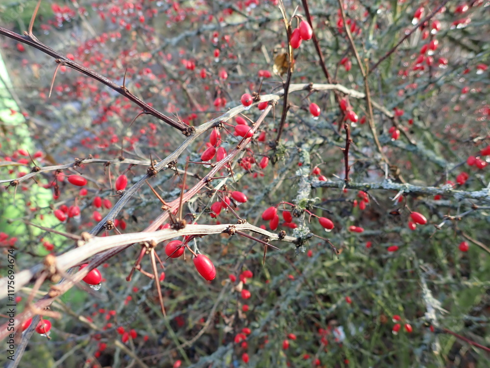 bush branches with red berries bush branches with red berries