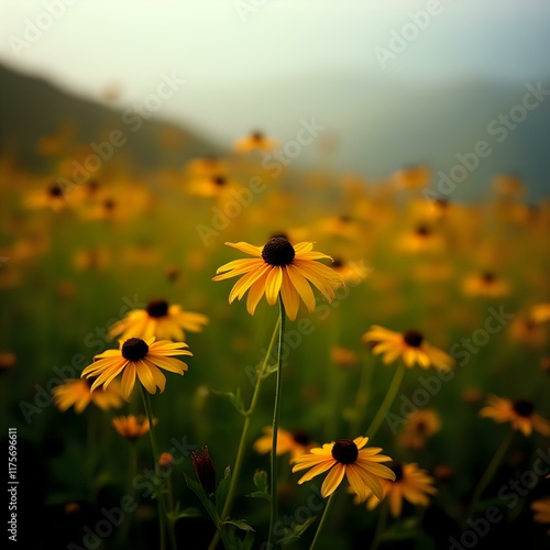 The image features a close-up view of a field of vibrant yellow daisies with dark centers, set against a blurred backdrop of a green landscape under a hazy sky.
